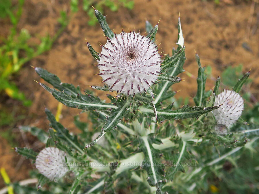cobwebby thistle (Cirsium occidentale) [Morro Dunes, Montaña de Oro State Park, San Luis Obispo County, California]