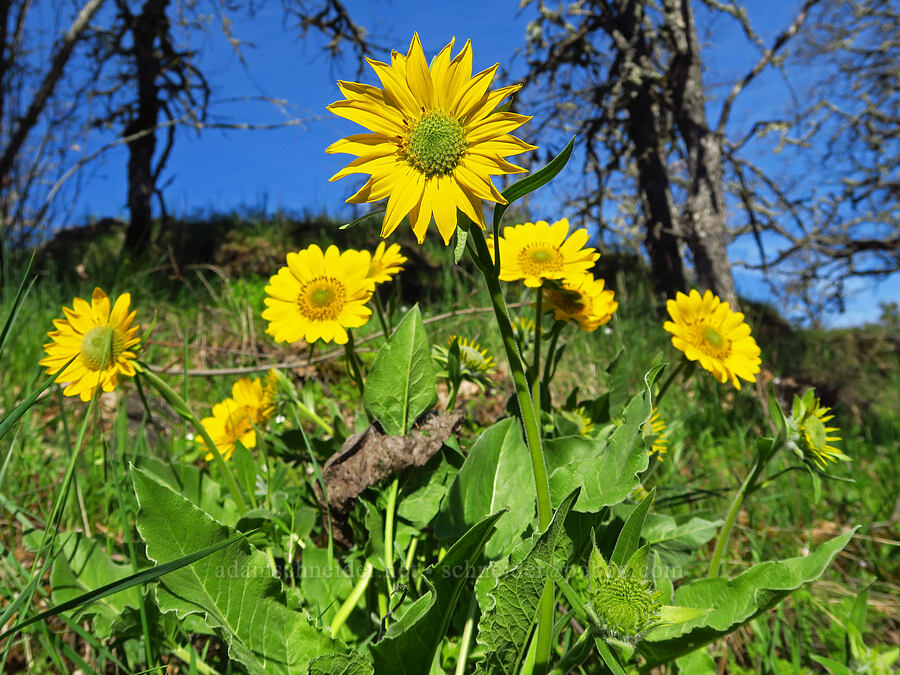 balsamroot (Balsamorhiza sp.) [Memaloose Hills, Wasco County, Oregon]