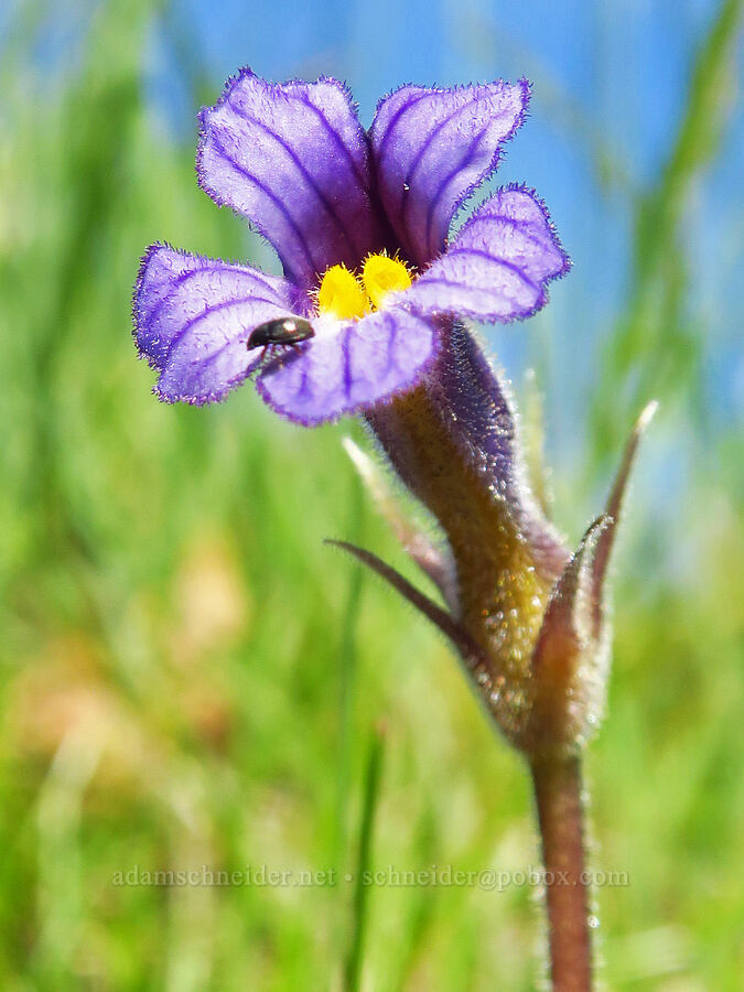 naked broomrape (Aphyllon purpureum (Orobanche uniflora)) [Memaloose Hills, Wasco County, Oregon]