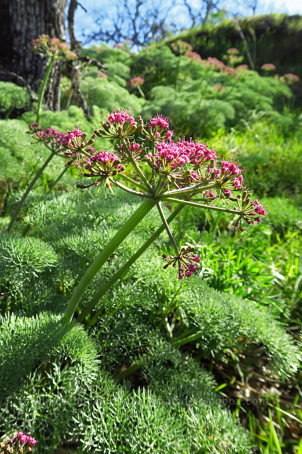 Columbia desert parsley (Lomatium columbianum) [Memaloose Hills, Wasco County, Oregon]