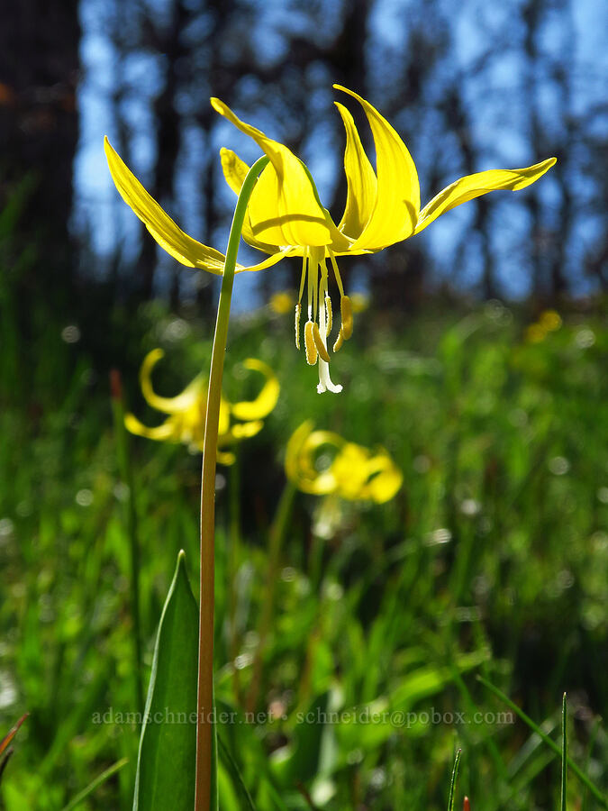 glacier lily (Erythronium grandiflorum) [Memaloose Hills, Wasco County, Oregon]