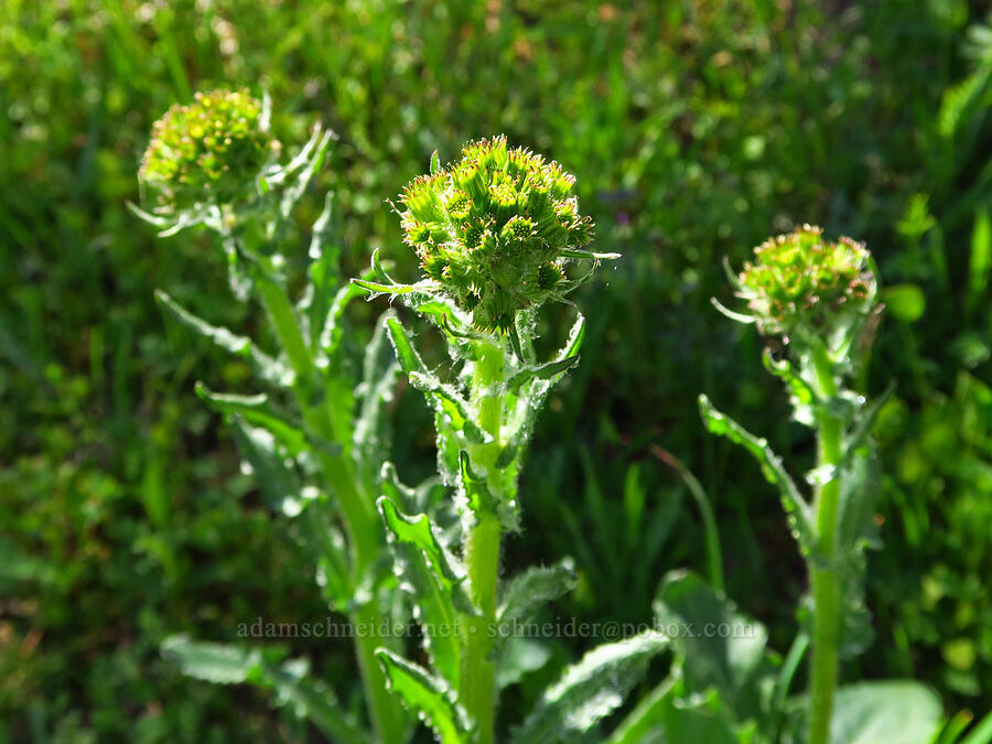 western groundsel, budding (Senecio integerrimus) [Memaloose Hills, Wasco County, Oregon]
