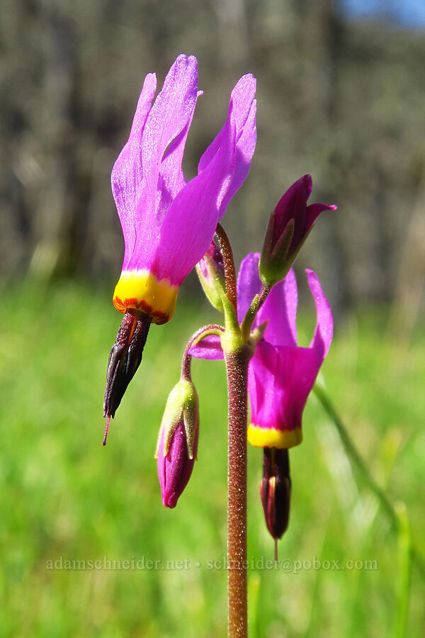 poet's shooting-star (Dodecatheon poeticum (Primula poetica)) [Memaloose Hills, Wasco County, Oregon]
