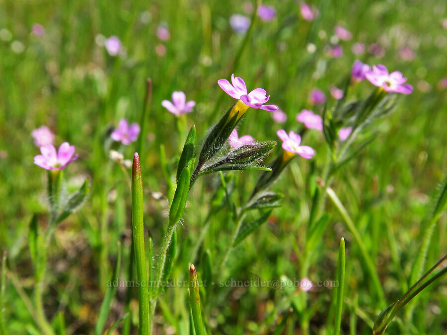 slender phlox (Microsteris gracilis (Phlox gracilis)) [Memaloose Hills, Wasco County, Oregon]