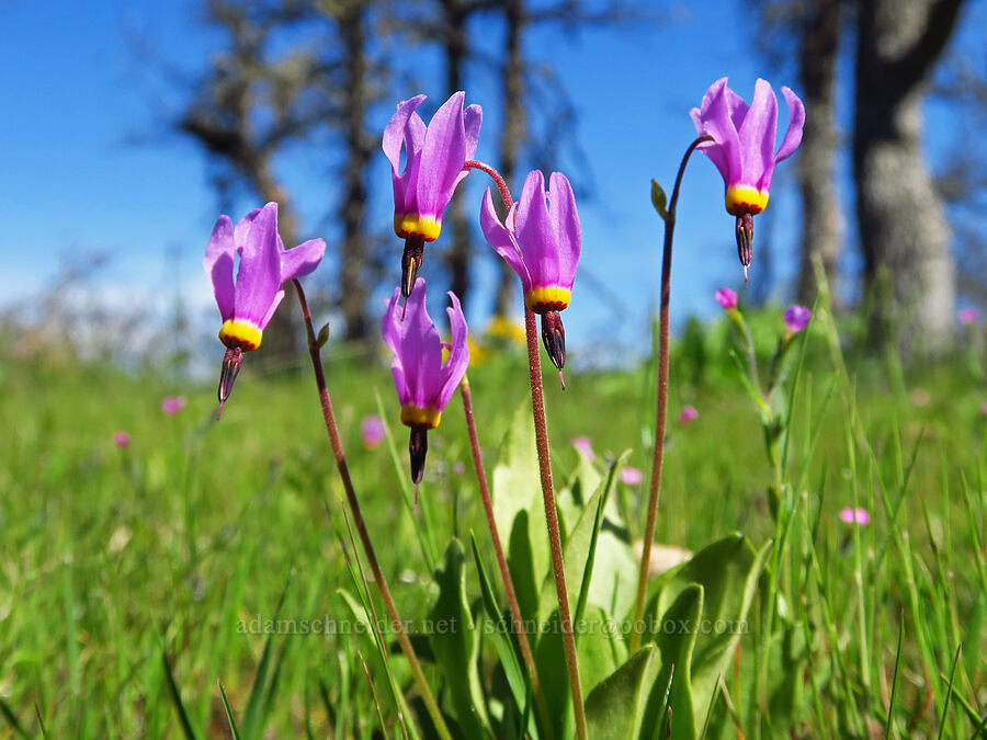 poet's shooting-stars (Dodecatheon poeticum (Primula poetica)) [Memaloose Hills, Wasco County, Oregon]
