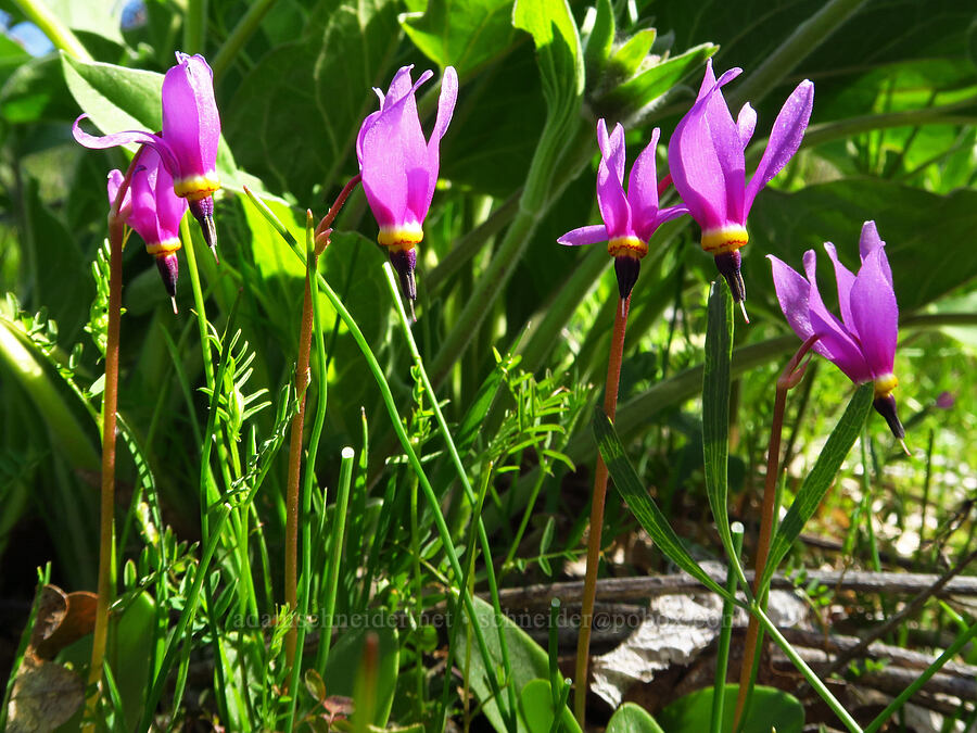 desert shooting-stars (Dodecatheon conjugens (Primula conjugens)) [Memaloose Hills, Wasco County, Oregon]