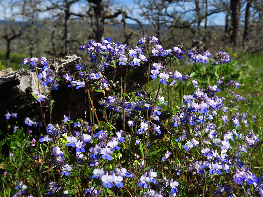 large-flowered blue-eyed-mary (Collinsia grandiflora) [Memaloose Hills, Wasco County, Oregon]