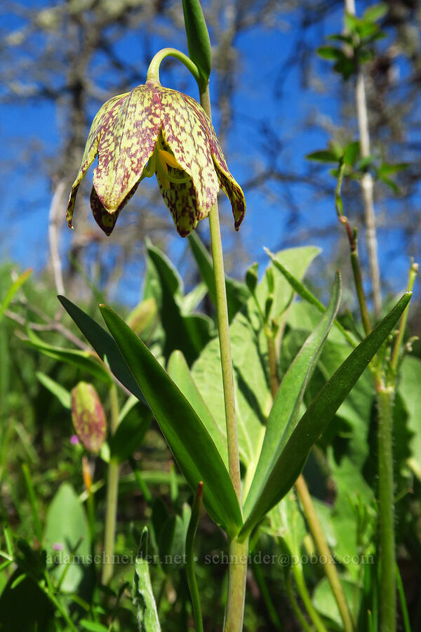 checker lily (Fritillaria affinis) [Memaloose Hills, Wasco County, Oregon]