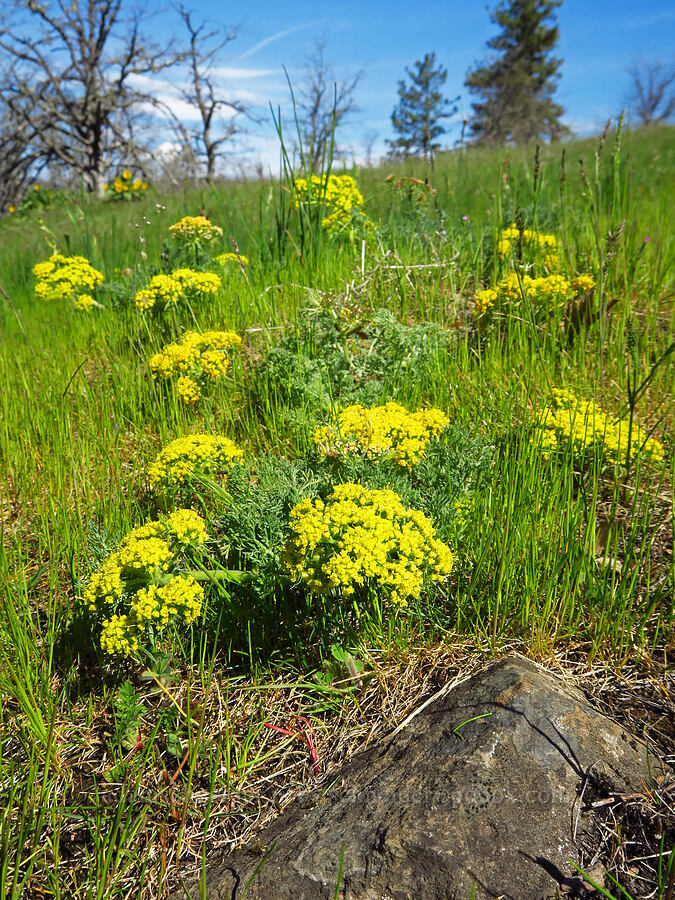 big-seed biscuitroot (Lomatium macrocarpum) [Memaloose Hills, Wasco County, Oregon]
