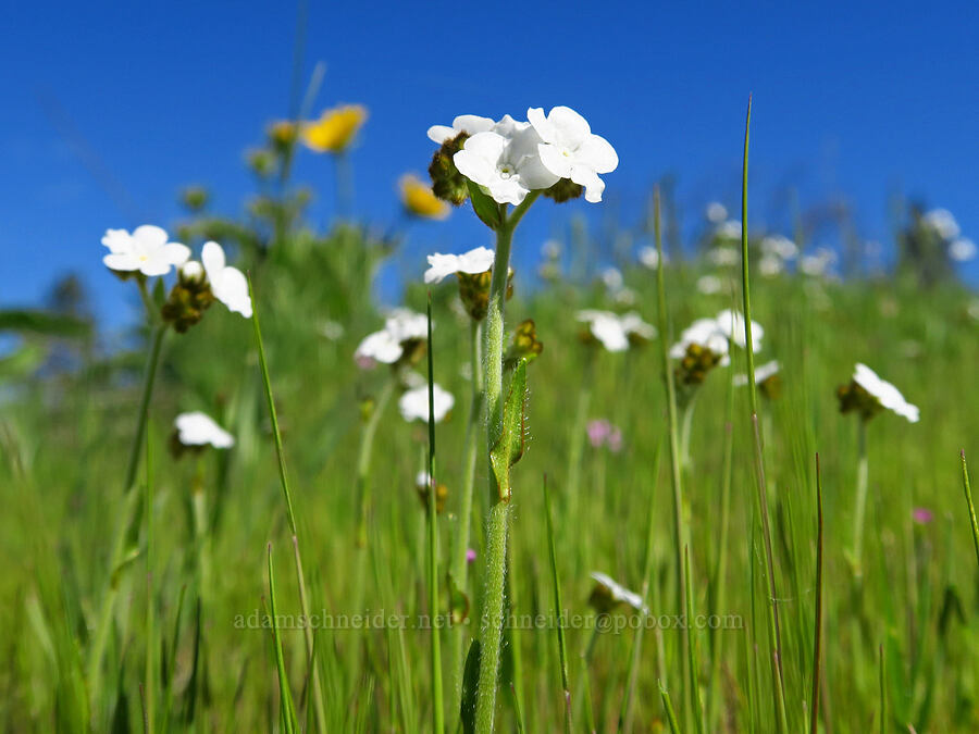 rusty popcorn-flower (Plagiobothrys nothofulvus) [Memaloose Hills, Wasco County, Oregon]