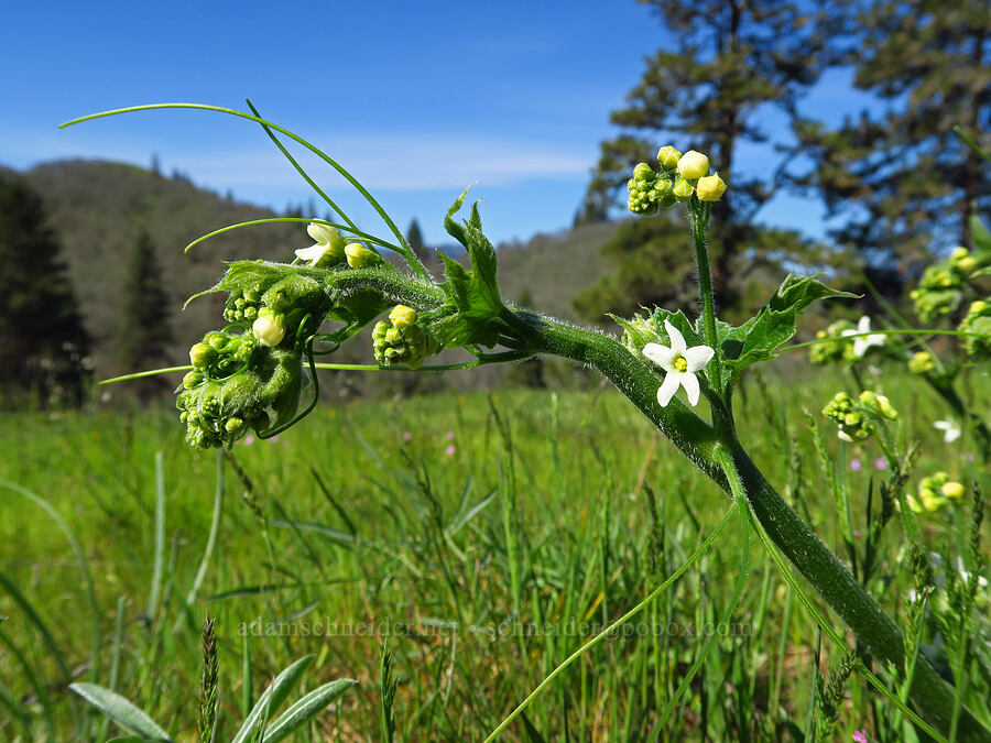 coastal manroot (Marah oregana (Marah oreganus)) [Memaloose Hills, Wasco County, Oregon]