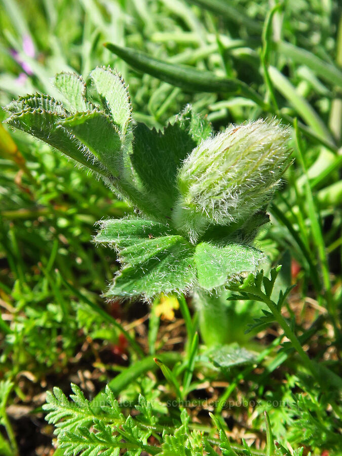 big-head clover, budding (Trifolium macrocephalum) [Memaloose Hills, Wasco County, Oregon]