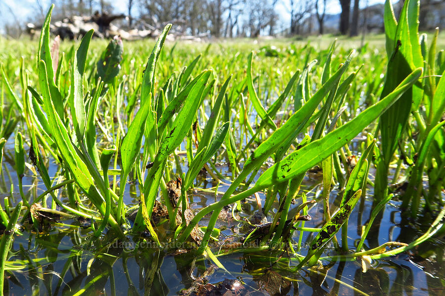 plantain-leaf buttercup leaves (Ranunculus alismifolius var. alismifolius) [Memaloose Hills, Wasco County, Oregon]