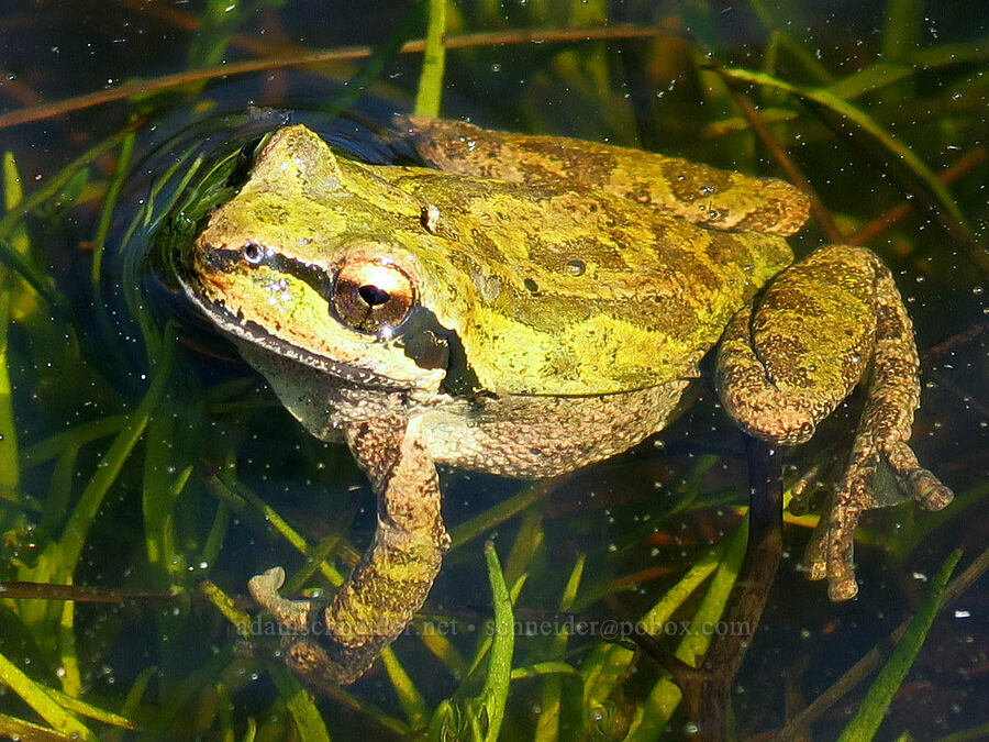 Pacific chorus frog (Pseudacris regilla) [Memaloose Hills, Wasco County, Oregon]