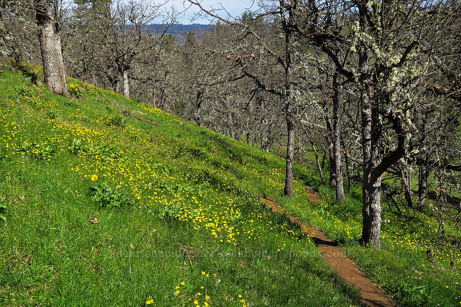 western buttercups & balsamroot (Ranunculus occidentalis, Balsamorhiza sp.) [Memaloose Hills, Wasco County, Oregon]