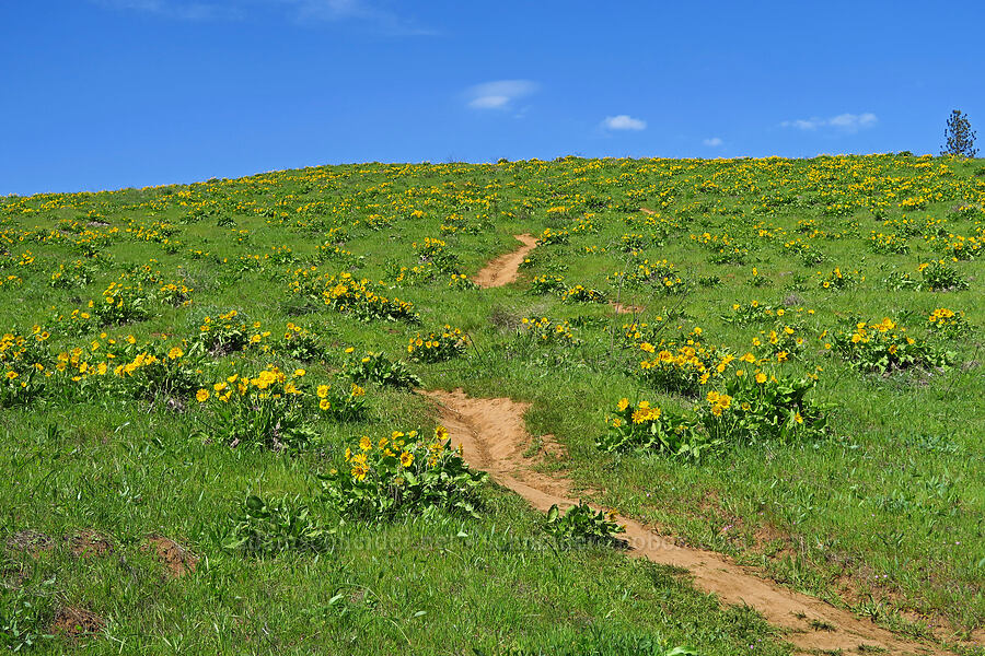 balsamroot (Balsamorhiza sp.) [Memaloose Hills, Wasco County, Oregon]