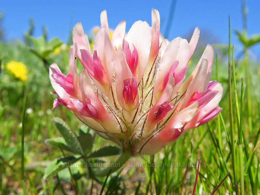 big-head clover (Trifolium macrocephalum) [Memaloose Hills, Wasco County, Oregon]