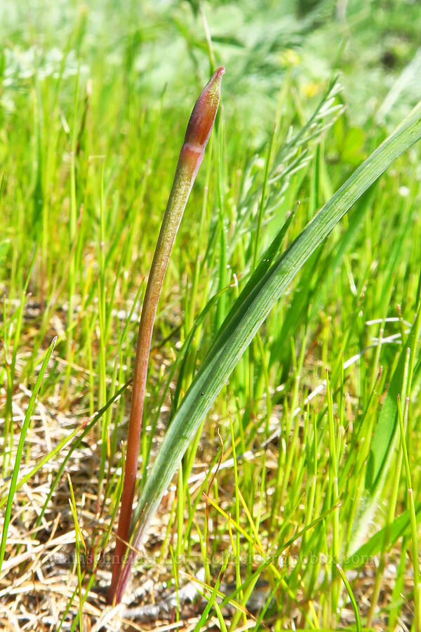 taper-tip onion, budding (Allium acuminatum) [Memaloose Hills, Wasco County, Oregon]