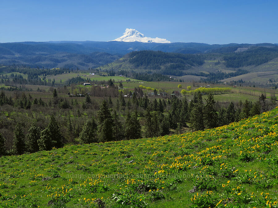 Mount Hood & balsamroot (Balsamorhiza careyana) [Memaloose Hills, Wasco County, Oregon]