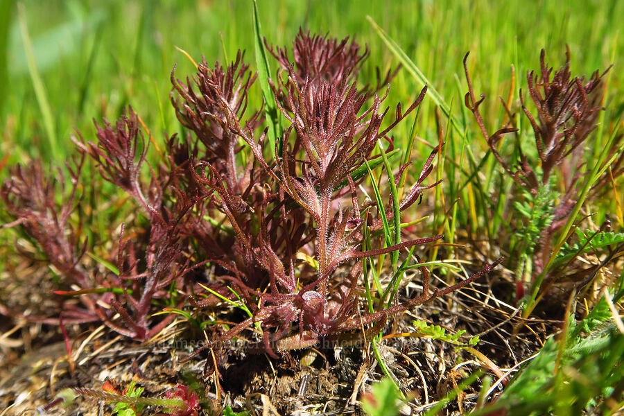 dwarf owl's-clover (Triphysaria pusilla (Orthocarpus pusillus)) [Memaloose Hills, Wasco County, Oregon]