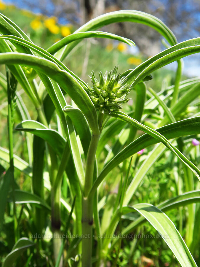 white-stem frasera, budding (Frasera albicaulis var. columbiana (Swertia columbiana)) [Memaloose Hills, Wasco County, Oregon]