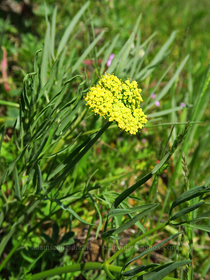 nine-leaf desert parsley (Lomatium brevifolium (Lomatium triternatum var. brevifolium)) [Memaloose Hills, Wasco County, Oregon]
