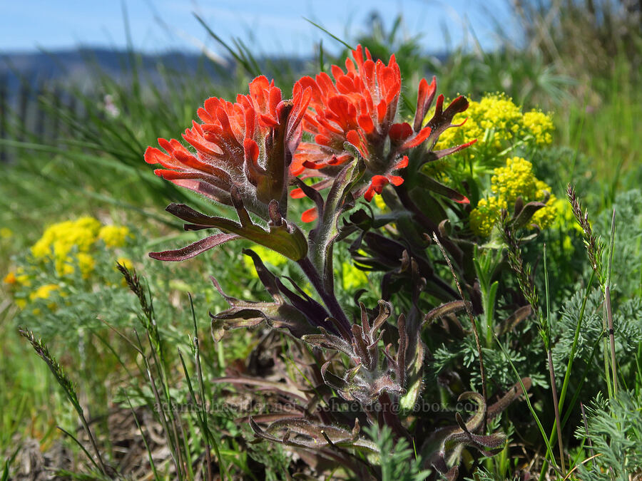 harsh paintbrush & big-seed biscuitroot (Castilleja hispida, Lomatium macrocarpum) [Memaloose Hills, Wasco County, Oregon]
