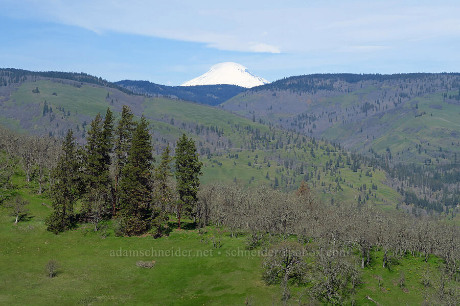 Mount Adams [Memaloose Hills, Wasco County, Oregon]