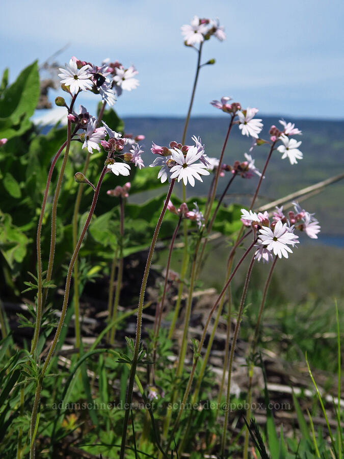 prairie star (Lithophragma parviflorum) [Memaloose Hills, Wasco County, Oregon]