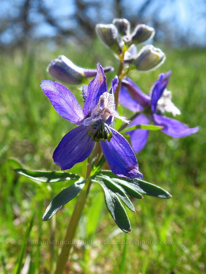 upland larkspur (Delphinium nuttallianum) [Memaloose Hills, Wasco County, Oregon]