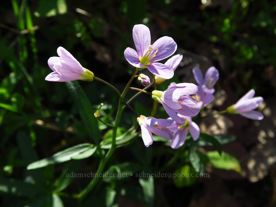 oaks toothwort (Cardamine nuttallii) [Memaloose Hills, Wasco County, Oregon]