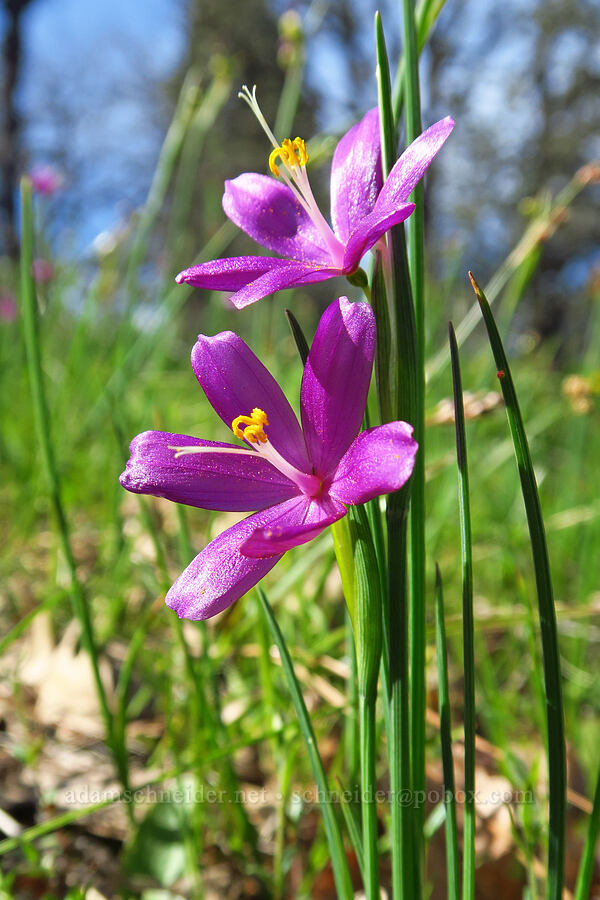 grass-widows (Olsynium douglasii) [Memaloose Hills, Wasco County, Oregon]