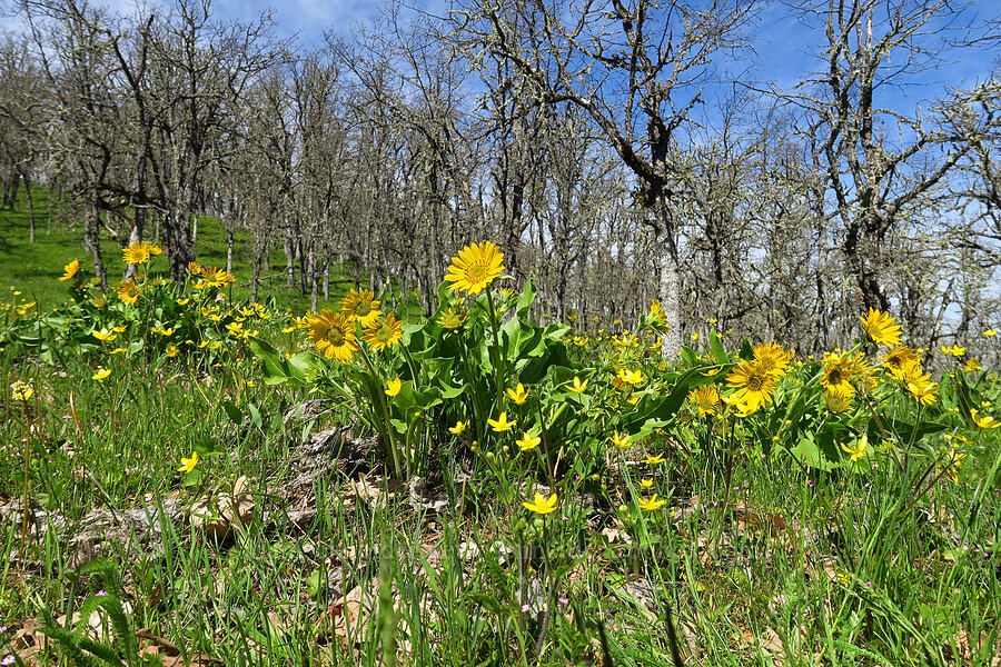 balsamroot & western buttercups (Balsamorhiza sp., Ranunculus occidentalis) [Memaloose Hills, Wasco County, Oregon]
