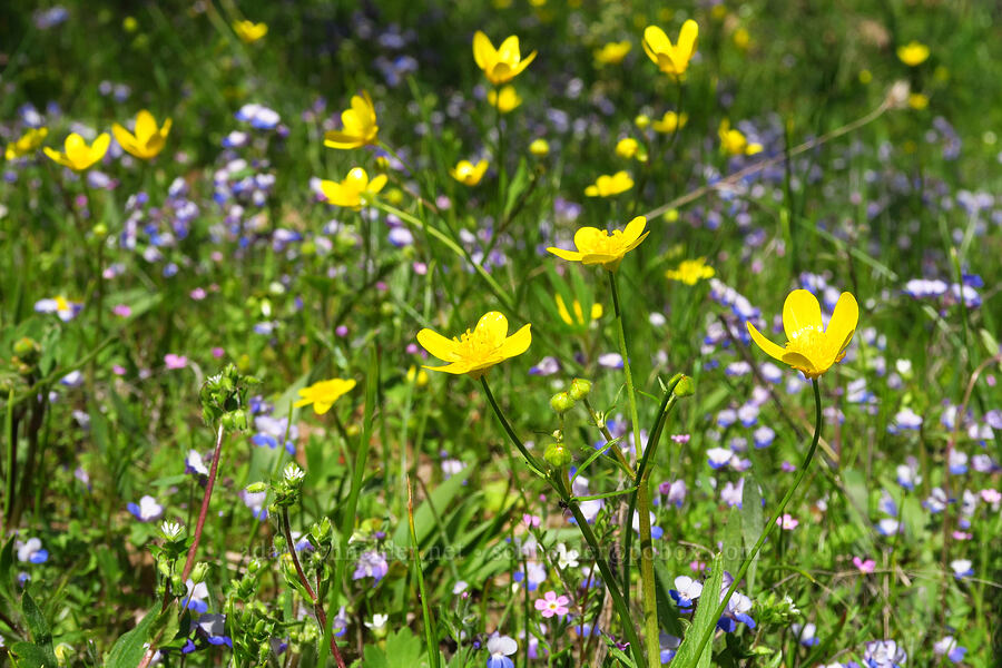 western buttercups & large-flowered blue-eyed-mary (Ranunculus occidentalis, Collinsia grandiflora) [Memaloose Hills, Wasco County, Oregon]