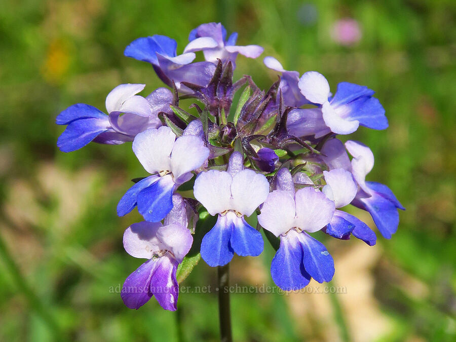 large-flowered blue-eyed-mary (Collinsia grandiflora) [Memaloose Hills, Wasco County, Oregon]