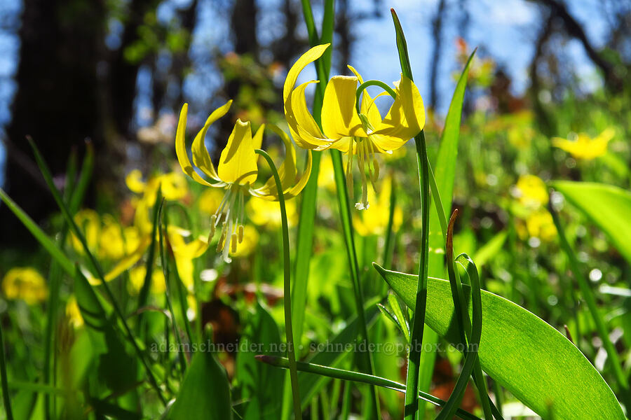 glacier lilies (Erythronium grandiflorum) [Memaloose Hills, Wasco County, Oregon]