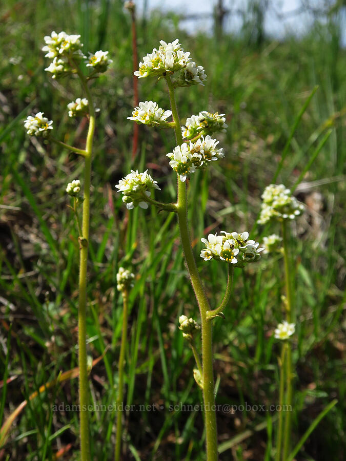 brittle-leaf saxifrage (Micranthes fragosa (Saxifraga integrifolia var. claytoniifolia)) [Memaloose Hills, Wasco County, Oregon]