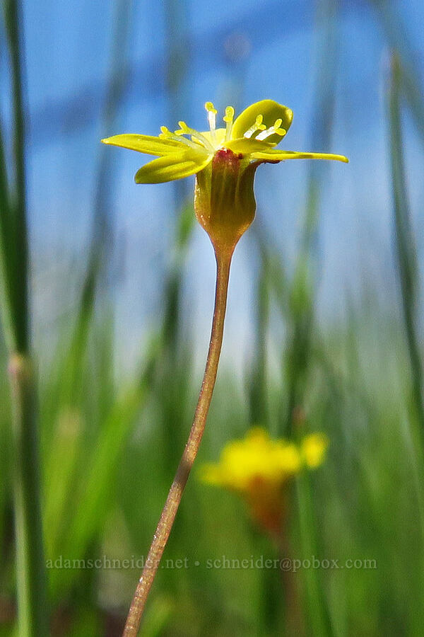 gold star with no disc flowers (Crocidium multicaule) [Memaloose Hills, Wasco County, Oregon]