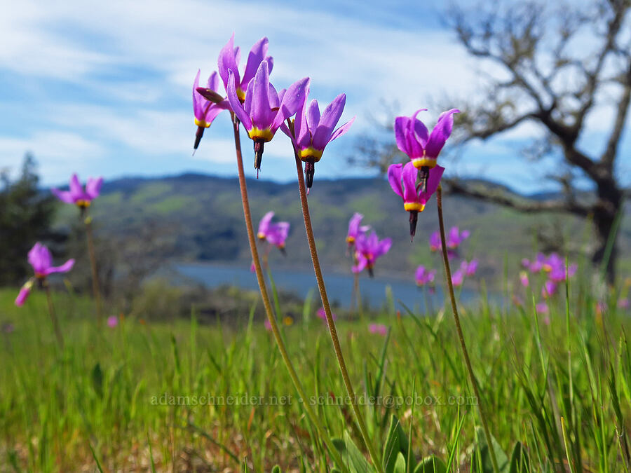 poet's shooting-stars (Dodecatheon poeticum (Primula poetica)) [Memaloose Hills, Wasco County, Oregon]