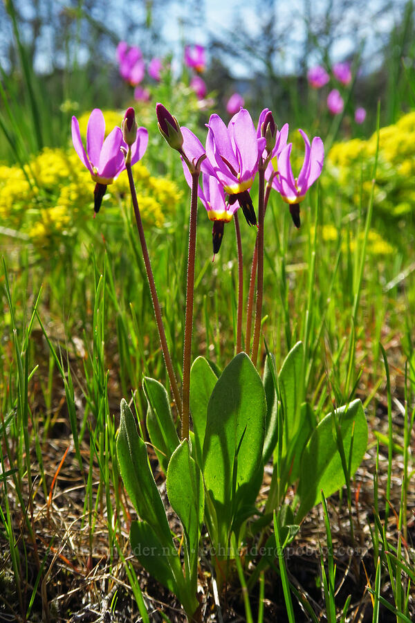 poet's shooting-stars (Dodecatheon poeticum (Primula poetica)) [Memaloose Hills, Wasco County, Oregon]