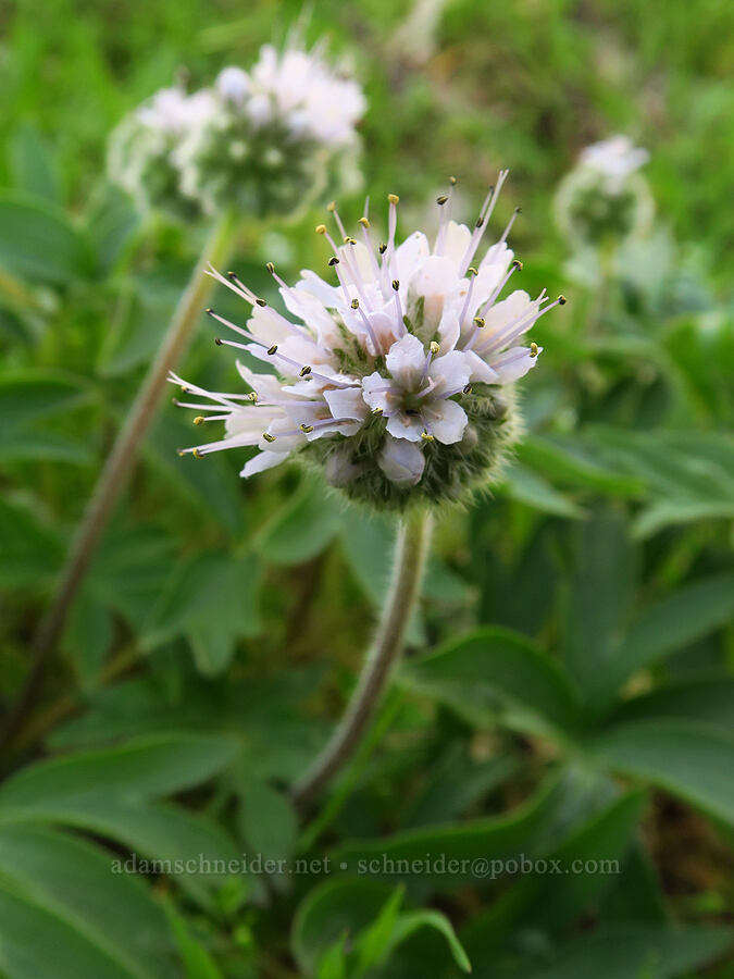 ball-head waterleaf (Hydrophyllum capitatum var. thompsonii) [Memaloose Hills, Wasco County, Oregon]