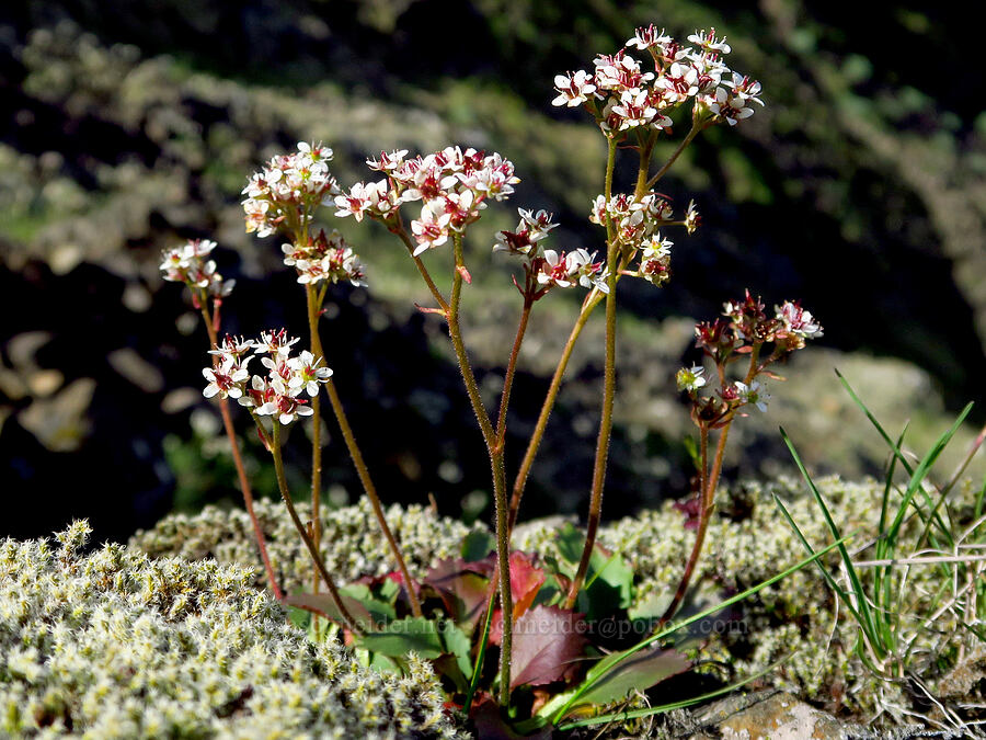 rusty-hair saxifrage (?) (Micranthes rufidula (Saxifraga occidentalis ssp. rufidula)) [Memaloose Hills, Wasco County, Oregon]