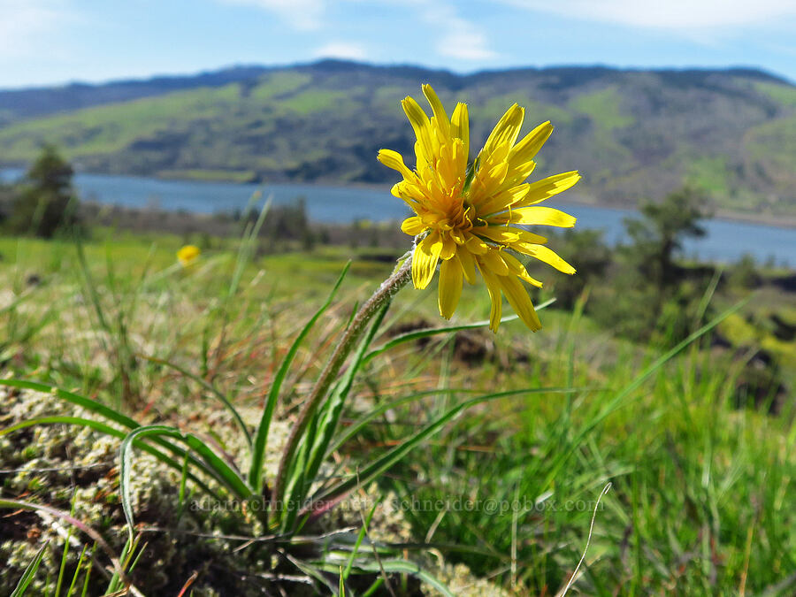 false agoseris (Nothocalais troximoides (Microseris troximoides)) [Memaloose Hills, Wasco County, Oregon]