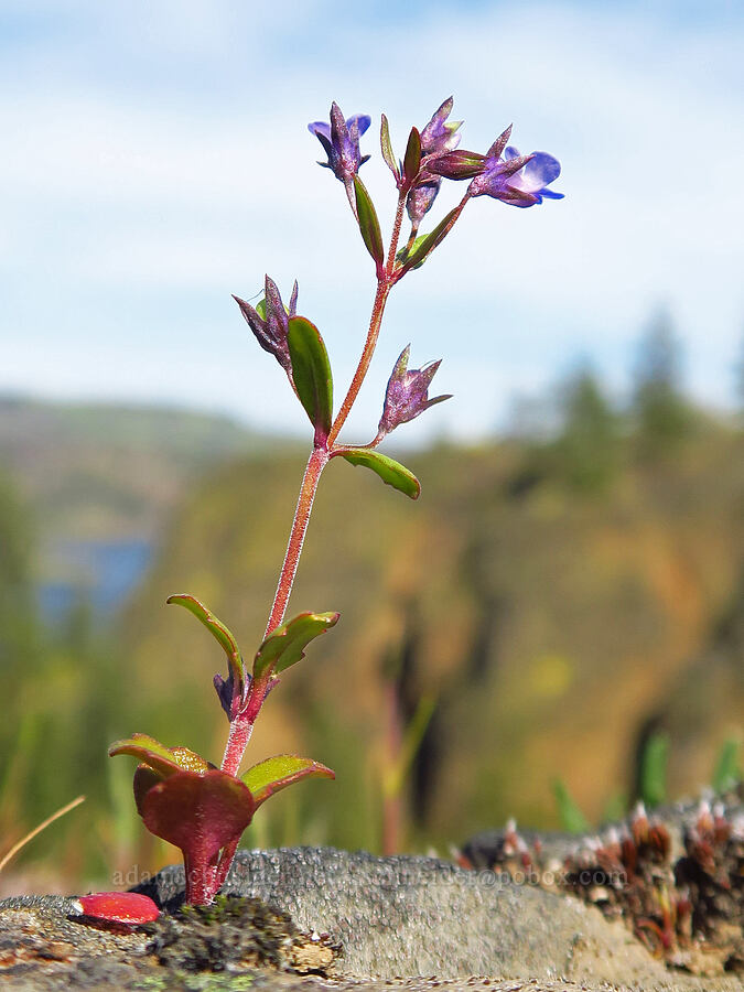 small-flowered blue-eyed-Mary (Collinsia parviflora) [Memaloose Hills, Wasco County, Oregon]