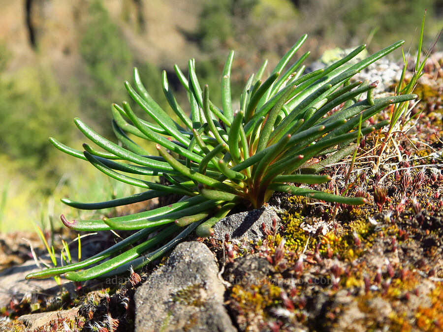 bitterroot leaves (Lewisia rediviva) [Memaloose Hills, Wasco County, Oregon]