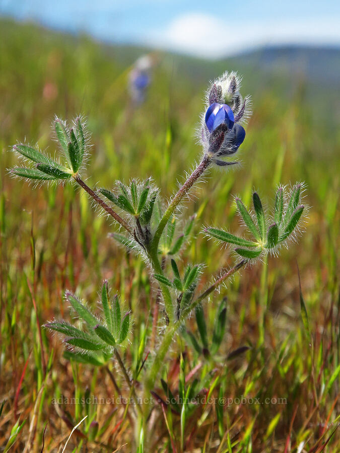 miniature lupine (Lupinus bicolor (Lupinus micranthus var. bicolor)) [Memaloose Hills, Wasco County, Oregon]
