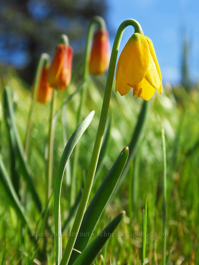 yellow bells, fading (Fritillaria pudica) [Memaloose Hills, Wasco County, Oregon]