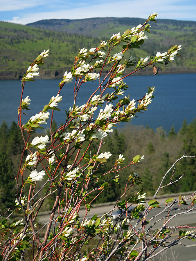 windy serviceberry (Amelanchier alnifolia) [Memaloose Hills, Wasco County, Oregon]