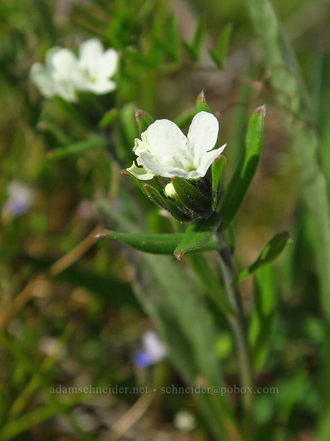 corn gromwell (Lithospermum arvense (Buglossoides arvensis)) [Memaloose Hills, Wasco County, Oregon]