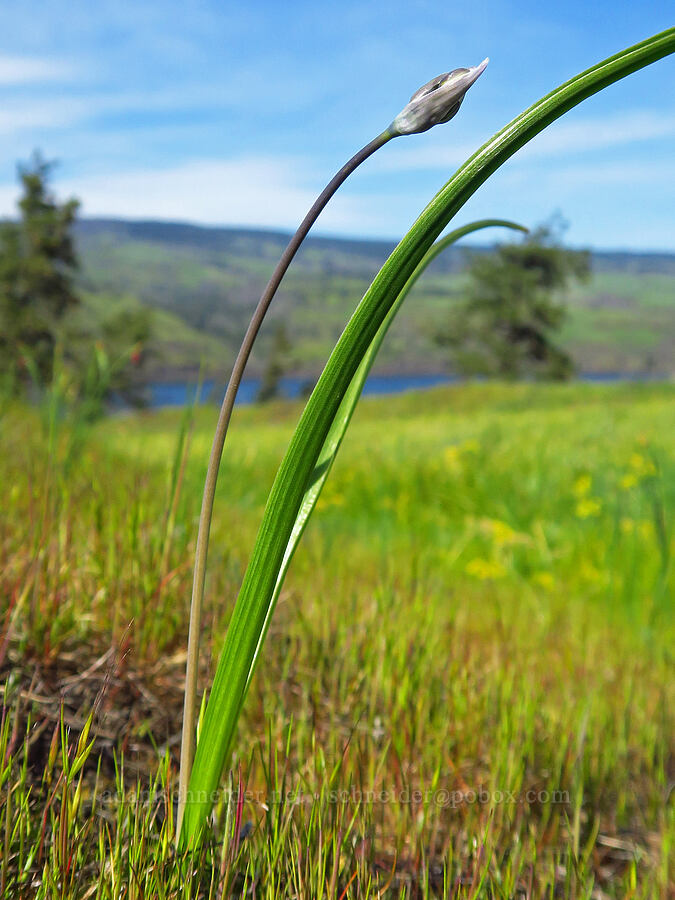 bi-colored cluster lily, budding (Triteleia grandiflora var. howellii (Brodiaea bicolor)) [Memaloose Hills, Wasco County, Oregon]